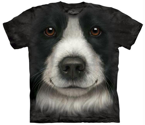 BORDER COLLIE