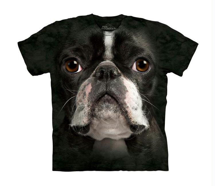 BOSTON TERRIER FAC - CH