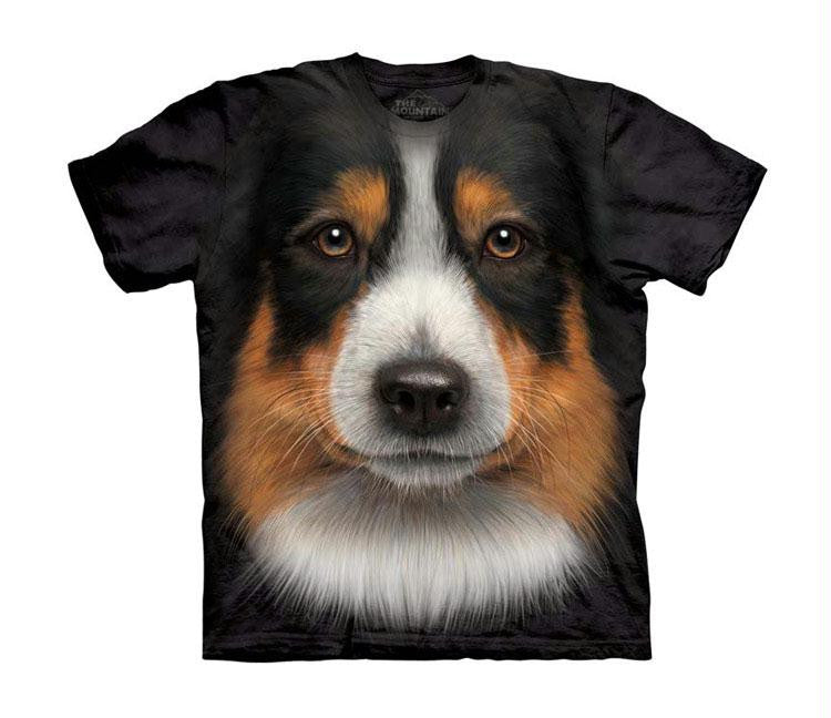 AUSTRALIAN SHEPERD - CH