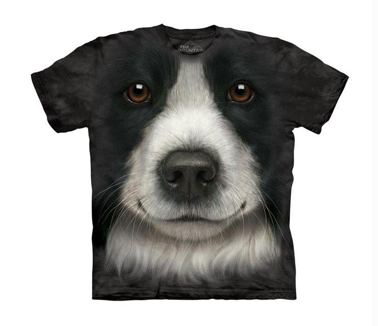 BORDER COLLIE - CH